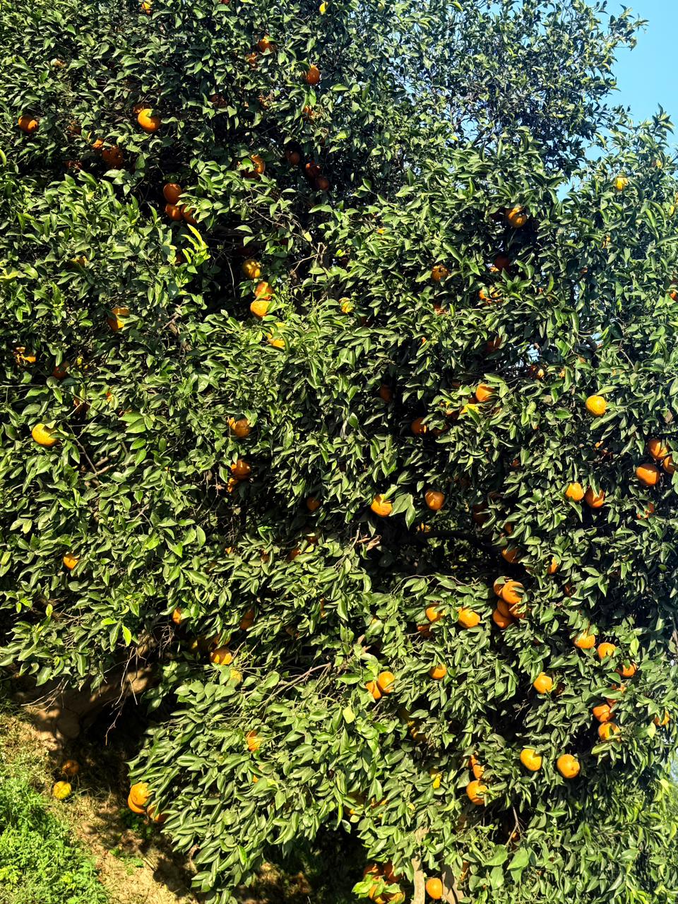 Our Oranges Orchards